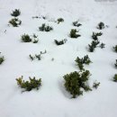 Little Bear‘s Big Trip | 휴가 후 출근 첫날, 어떤 기분이 정상일까 | Back to Work After a Trip