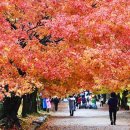 (28인승확정)11월7일(토) 내변산 직소폭포 &amp; 내소사 단풍길 이미지