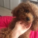 펫토피아(PETOPIA) 이미지