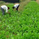 병일농장 이미지