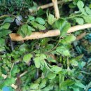 냉이와깻잎 이미지