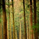 노을숲제주 이미지