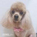 하늬동물병원 이미지