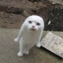 야끼