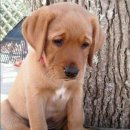 개와고양이 이미지