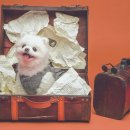 헬로우 독 이미지