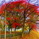 매현 양재 시민의숲에서 만난 秋色 이미지