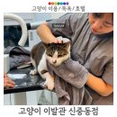 고양이이발관(부천신중동점) | 부천 고양이 이발관 신중동점 냥빨 고양이 케어 목욕 재방문 후기