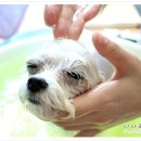 나나리펫하우스 이미지