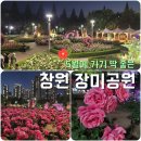 야간기타교실 | [창원 장미공원] 지금이 방문 최적기! 포토스팟과 주차팁 공유 (초저녁에 가면 더 좋음!)