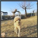 컴투펫 강아지고양이 미용 인천점 | 의정부강아지무료분양 완전 꿀팁 대방출 웃흥