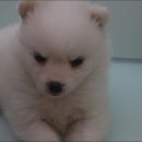 펫매니저 이미지