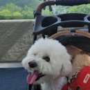 햇살농원 애견 네이버블로그