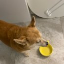 해피한 멍 이미지