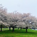 Blossom for you 이미지