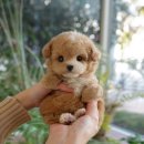 복이애견샵 | 울산남구애견샵 미유펫 상담이 남달라요