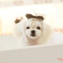 털빨샵 이미지