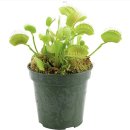 NR-5[경북대로]-상-303 | 세종시 초등학생들을 위한 식충식물 가드닝클래스(feat. 파리지옥, 긴잎끈끈이주걱)