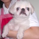 토토페키 이미지