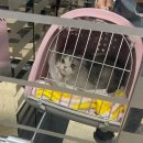 애니온동물병원 이미지