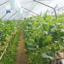 상명농장 이미지