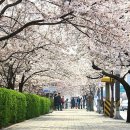 군산 월명공원등 벚꽃길 트레킹(4/19) 이미지
