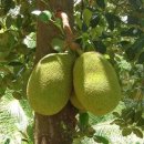 Jackfruit / 잭후르트 이미지