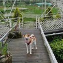 GR(강진군)-[해강로]-하-15 | 전남 애견동반 글램핑 찾아 강진으로 떠난 가족여행 '림스글램핑' 후기