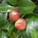 사랑합니다-희망 이미지