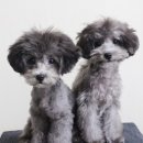 트리밍807 이미지