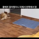 쿨매트 구입 후기 이미지