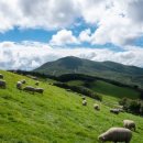 대인목장 이미지