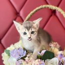 도그마루 강아지 고양이 천안아산점 | 건강한 반려동물 분양이 가능한 천안강아지분양 도그마루 강아지 고양이 천안아산점