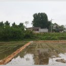 논산 개척리 &#39;전우치(田禹治) 은행나무&#39;