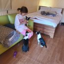 골드펫리조트 이미지