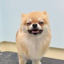 왈로하그루밍 이미지