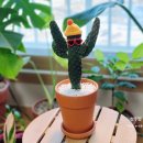 칵투스 아일랜드 이미지