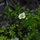 돌가시나무/ 장미과 이미지