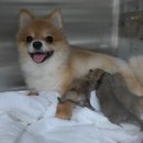 부곡동물병원 이미지