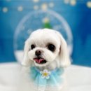 다올 그루밍 이미지