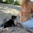 개와고양이 이미지