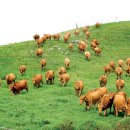 뿌리축산 이미지