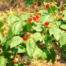 미주농장 이미지