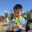 행복한 도시농장-배추 무 모종심기 이미지