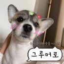 그루머로 | 응암 강아지 미용 추천 그루머로 : 만족한 두마니.