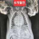 구미TOP동물의료센터 | 별이 호흡곤란 심장비대 구미 탑 동물병원 의료센타