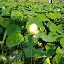 동백관, 석류관,누리관, 황룡관, 나래관 (군산대학교생활관) | 1020-1. 군산대 기숙사, 모란관, 석류관, 생활관, 기숙사비, 기숙사비용, 투어, 탐방, 가는 길, 알아보기.