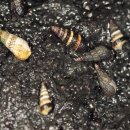 사랑방다슬기 이미지