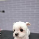 알라꿀 펫살롱 | 송파애견미용은 퍼플포우 펫살롱에서 제대로 받자!