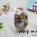 라온코코몰